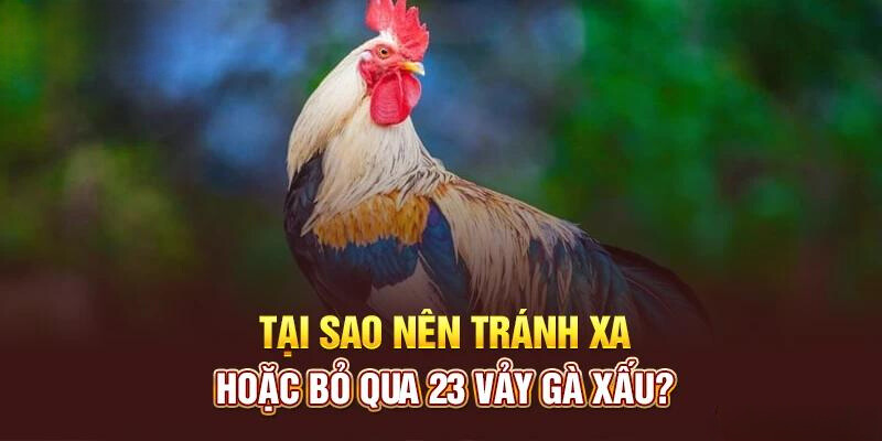 23 vảy gà xấu ảnh hưởng như nào khi đá gà