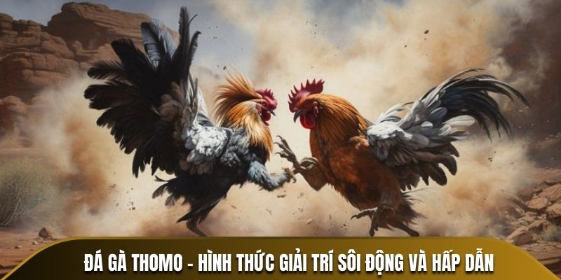 Đá gà Thomo nhận được nhiều sự yêu thích