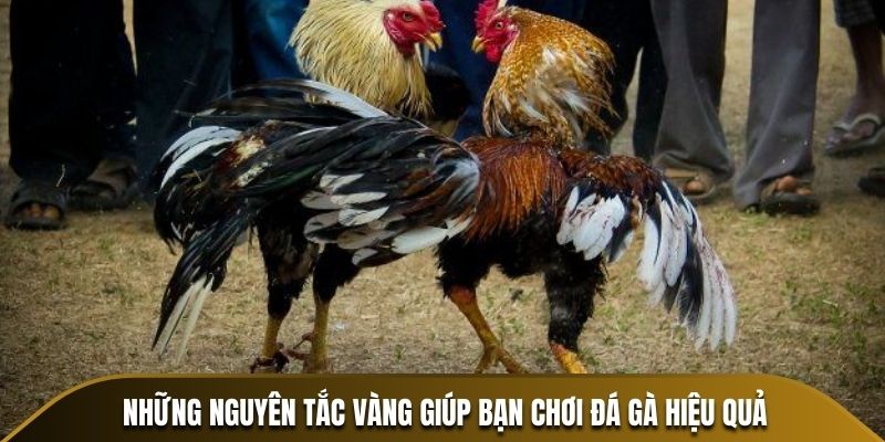 Lý do người chơi không thể bỏ qua đá gà Thomo tại 58win