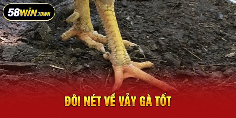 Tìm hiểu về 78 vảy gà tốt nên chọi